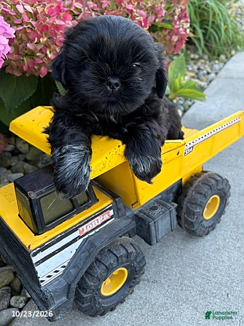 Shih Tzu dogs for sale: Knox - Ad 2