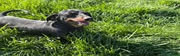 Dachshund dogs for sale: Tyson - Ad 7