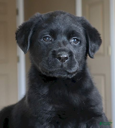 Labrador Retriever dogs Shelby - Champ lines - Ad 2