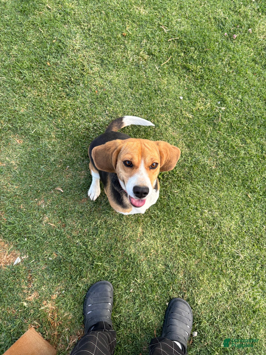 Beagle dogs for sale: Ana - Ad 6