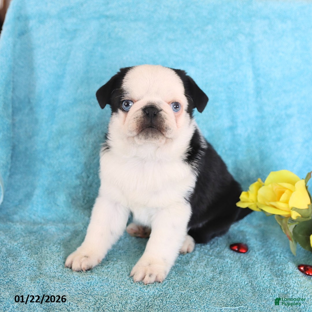 Pug dogs for sale: Mike - Ad 4