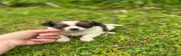 Chihuahua dogs for sale: Denice - Ad 2