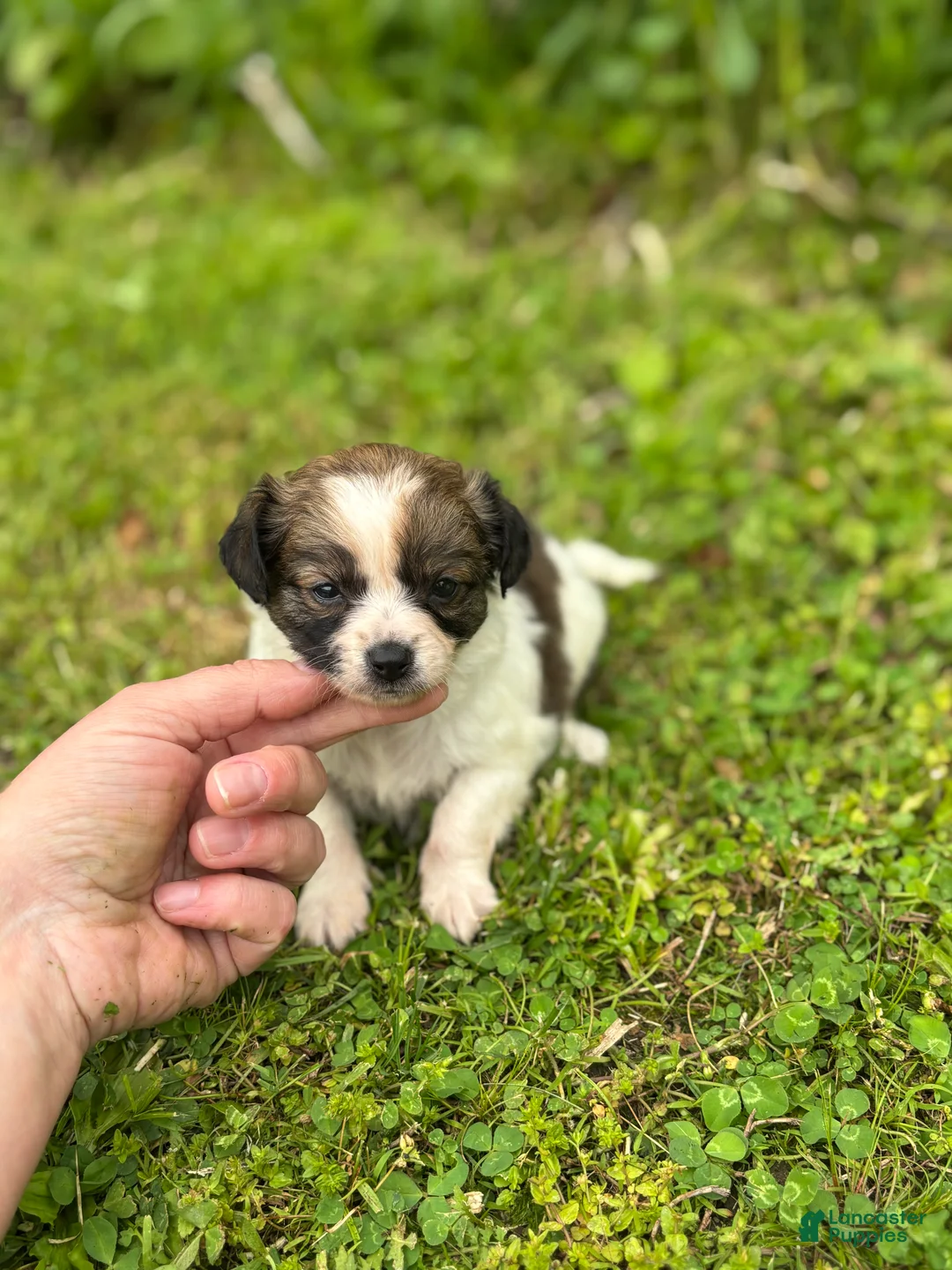 Chihuahua dogs for sale: Denice - Ad 2