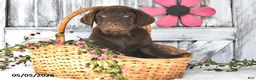 Labrador Retriever dogs for sale: Mason - Ad 2