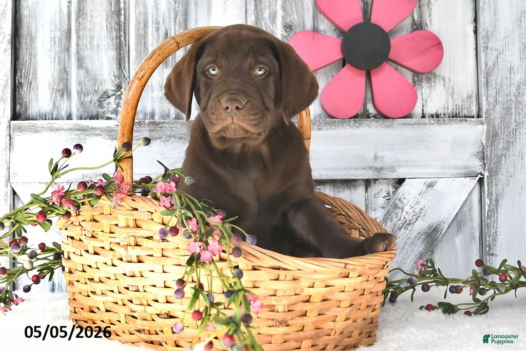 Labrador Retriever dogs for sale: Mason - Ad 2