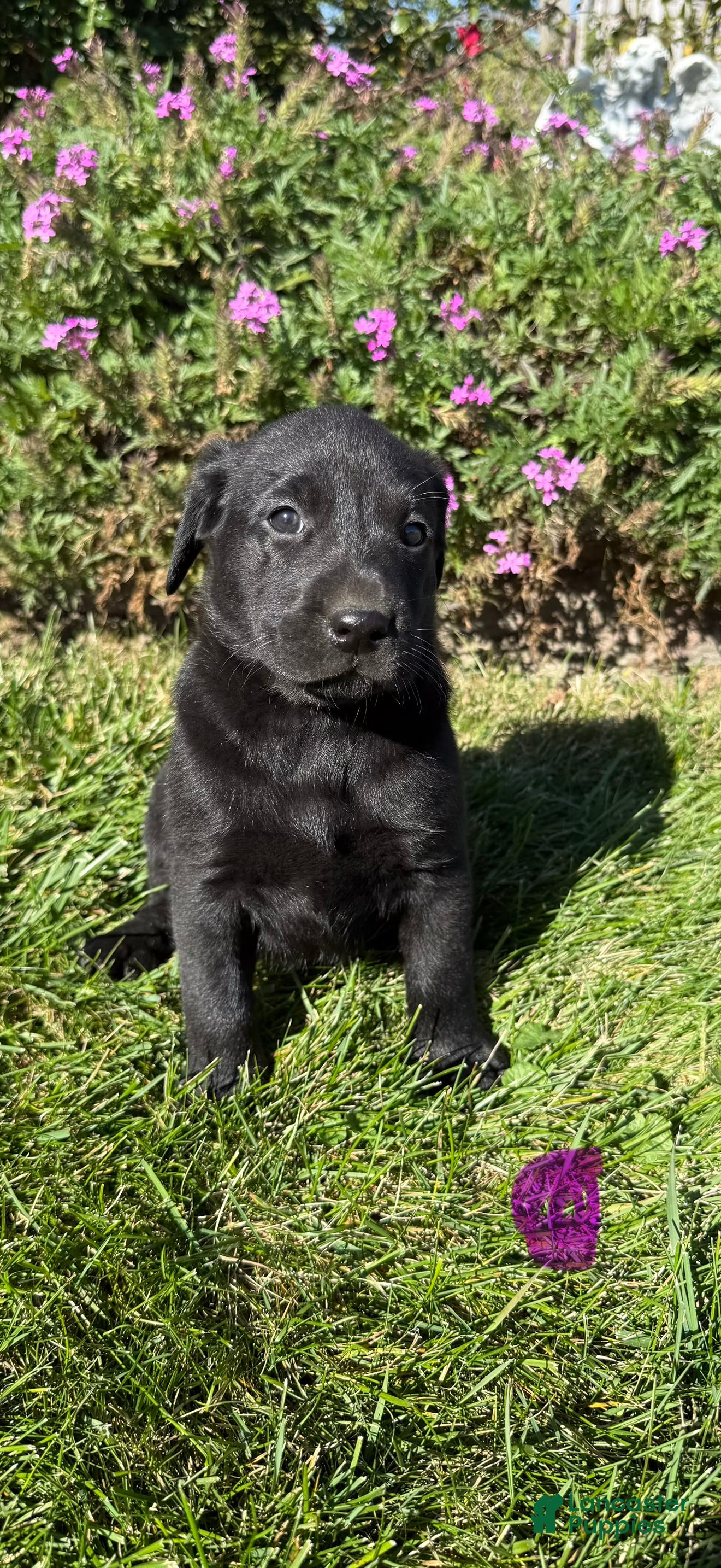 Labrador Retriever dogs for sale: Labrador Retriever 5 - Ad 1