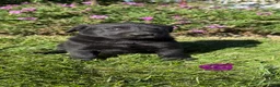 Labrador Retriever dogs for sale: Labrador Retriever 5 - Ad 1