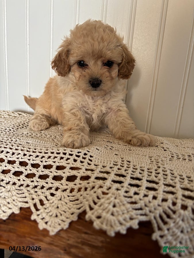 Mixed Breed dogs Tulip - Ad 1