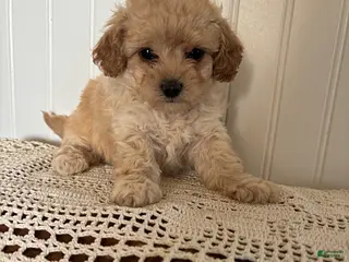 Mixed Breed dogs for sale: Tulip - Ad 1