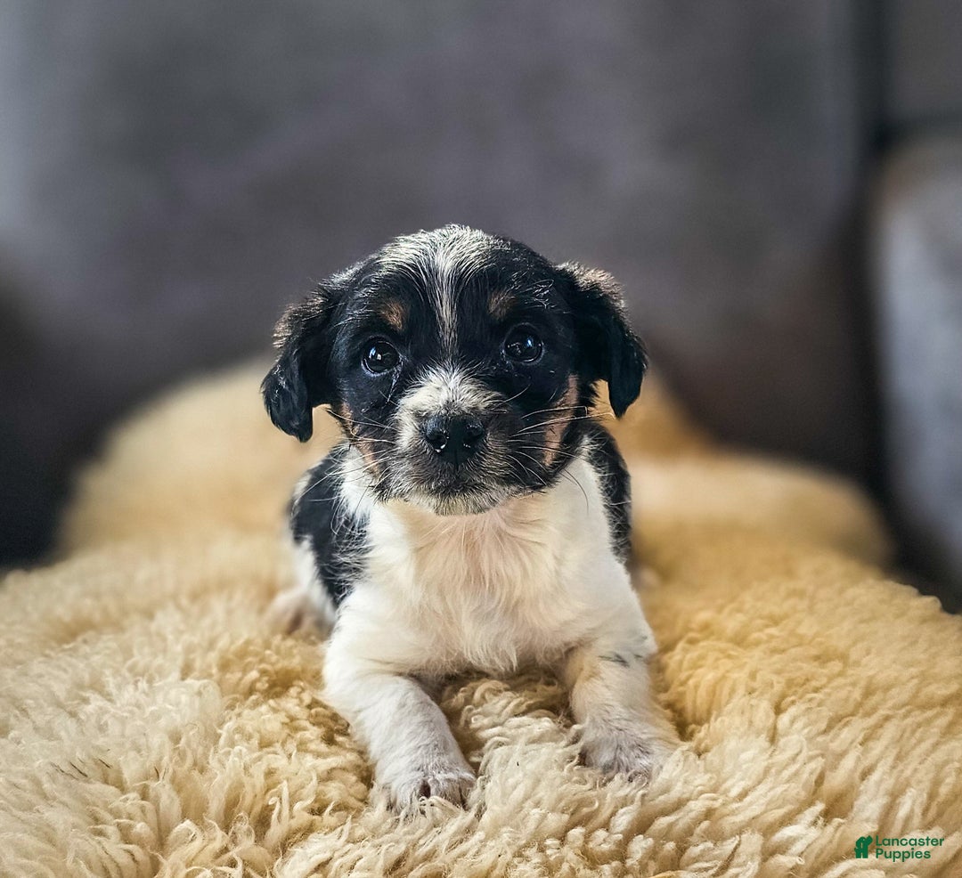 Jackapoo dogs for sale: Rocky - Ad 2