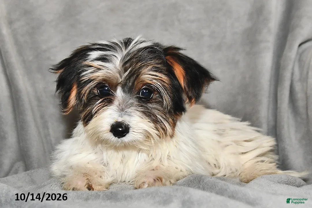 Mixed Breed dogs for sale: Amy - Ad 2