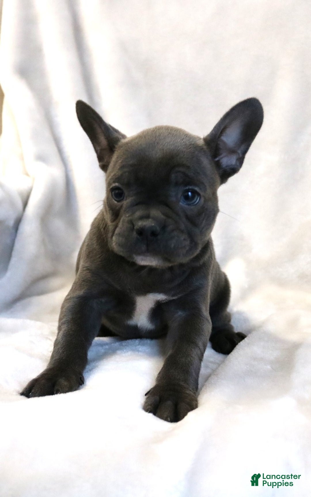 Frenchton dogs for sale: Chloe - Ad 2