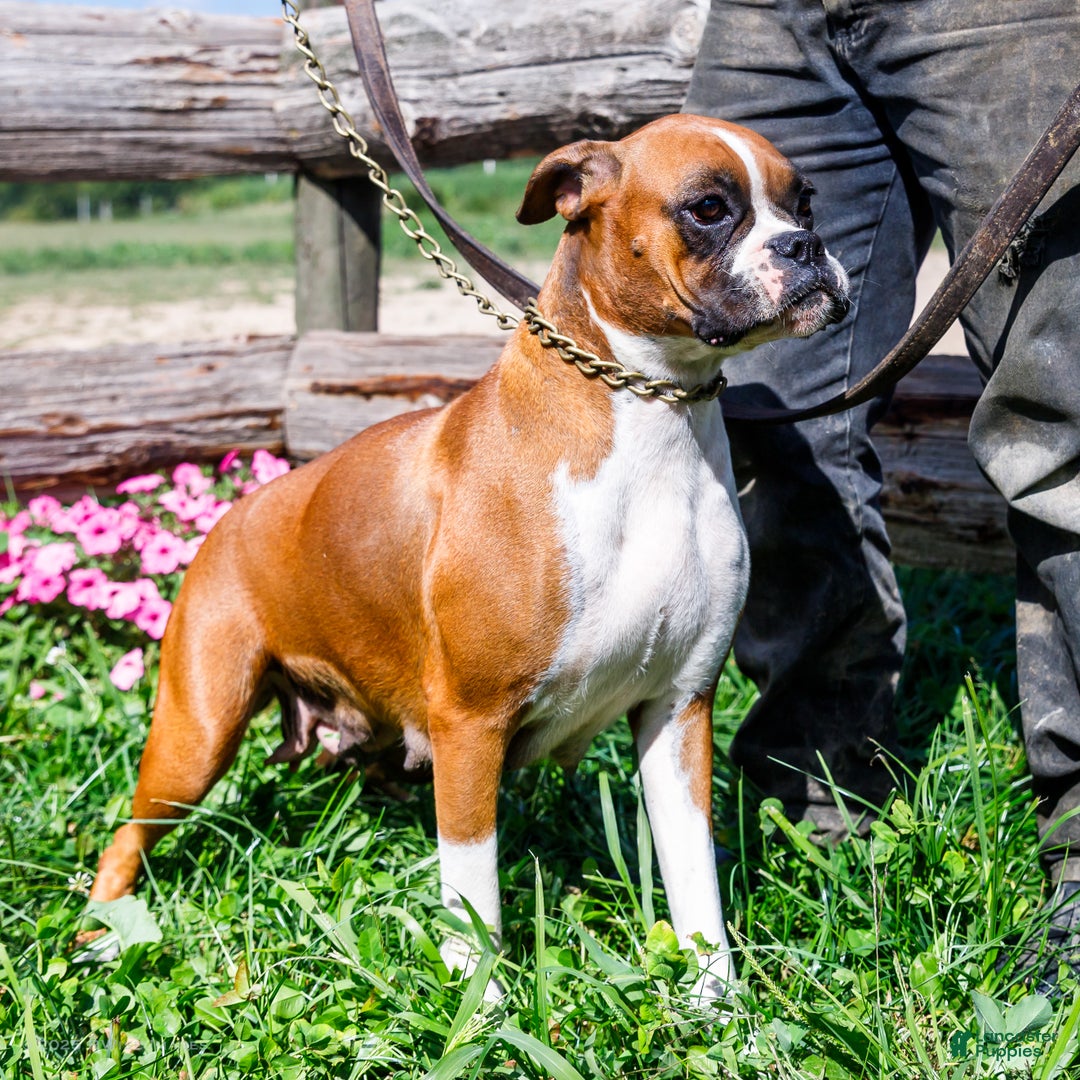 Boxer dogs for sale: Sandy - Ad 6