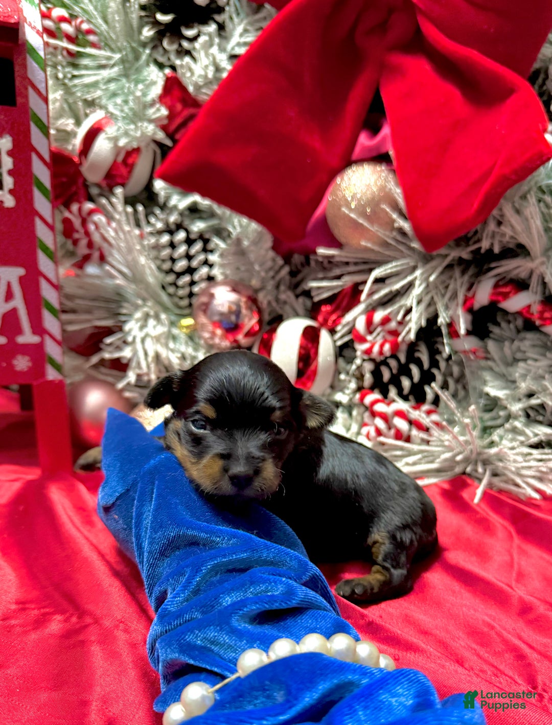 Yorkshire Terrier dogs for sale: Rigatoni  - Ad 15