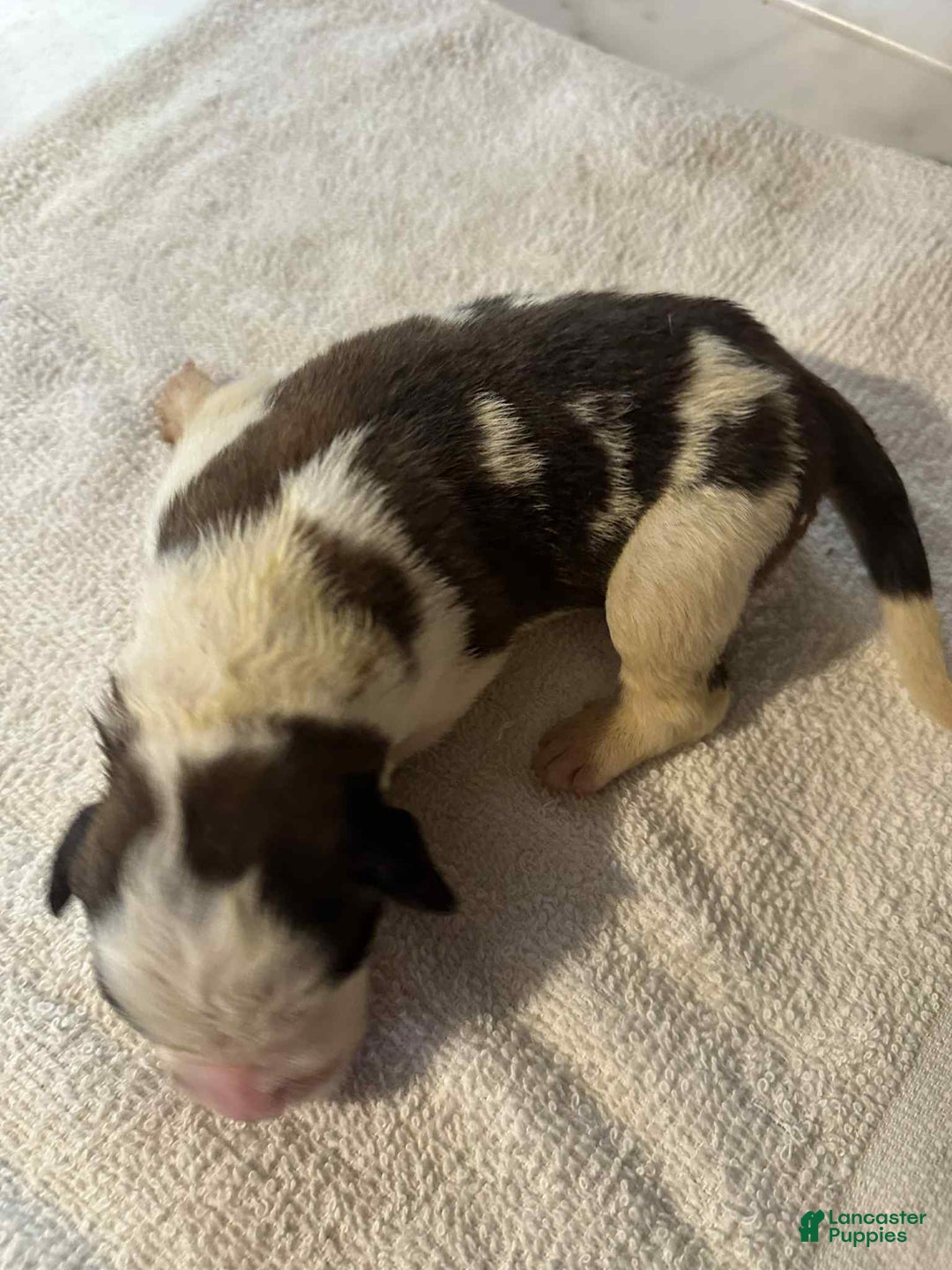 Saint Bernard dogs for sale: Puppy 3 - Ad 27