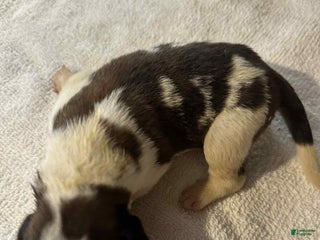 Saint Bernard dogs - Ad 34