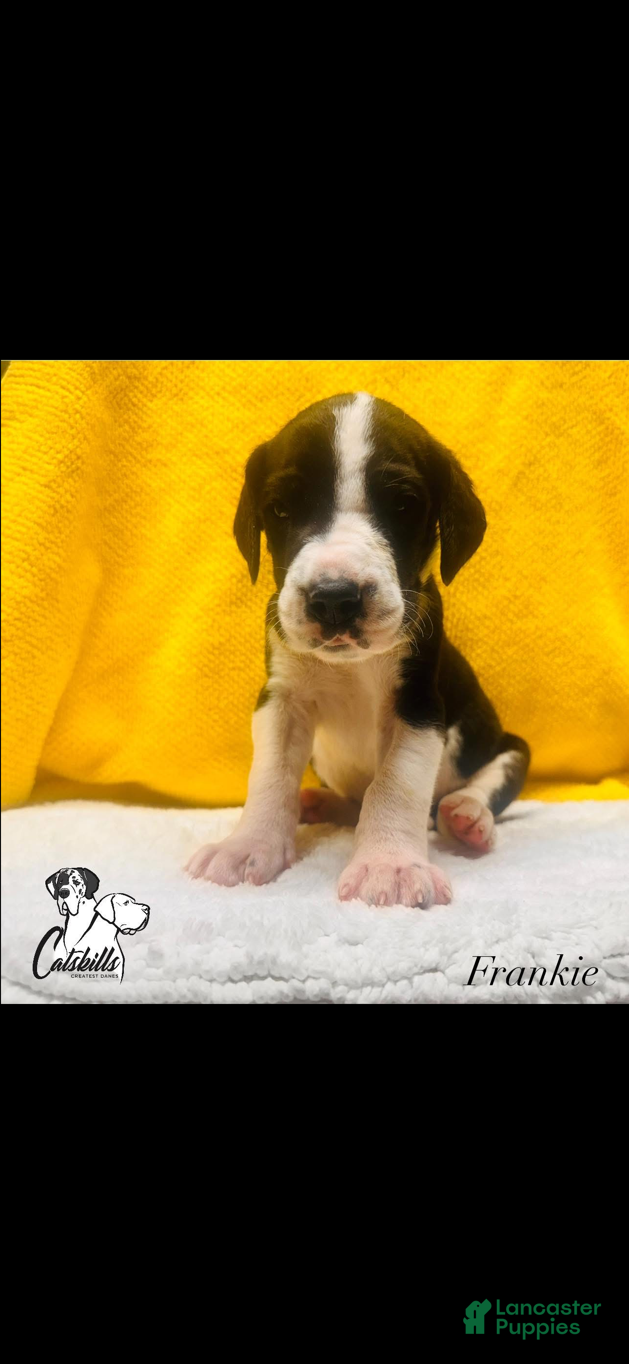 Great Dane dogs Frankie  - Ad 1