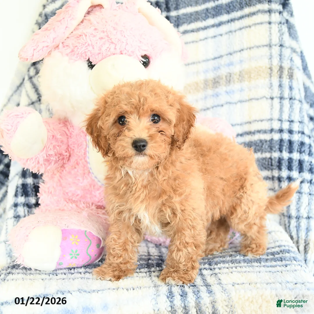 Havapoo dogs for sale: Dart  - Ad 2