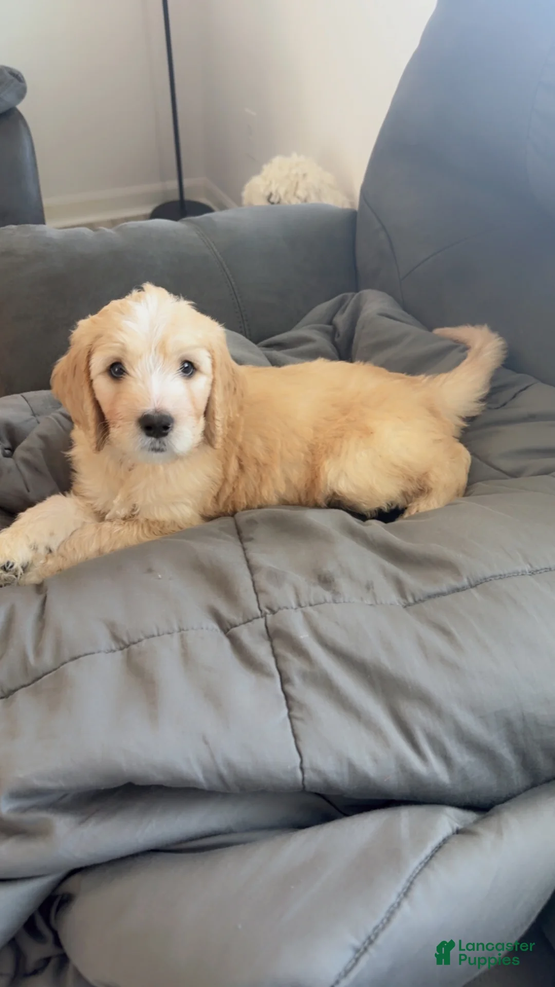 Goldendoodle dogs for sale: Goldendoodle Baby Boy Blue  - Ad 1