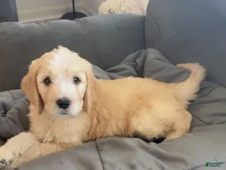 Goldendoodle dogs Goldendoodle Baby Boy Blue - Ad 6