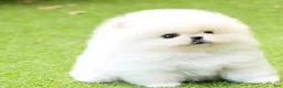 Pomeranian dogs for sale: Bori - Ad 6