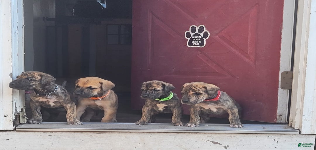 Gallery Image {{count}}