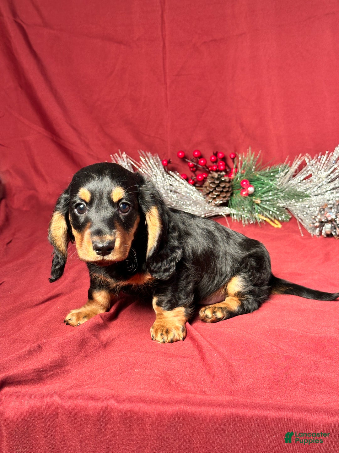 Miniature Dachshund dogs for sale: Brody - Ad 2