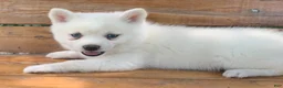 Alaskan Klee Kai dogs for sale: Pretty Blue Eyed SnowWhite~! - Ad 8