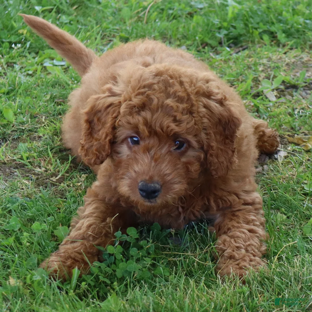 Mini Goldendoodle dogs for sale: Vanessa - Ad 1