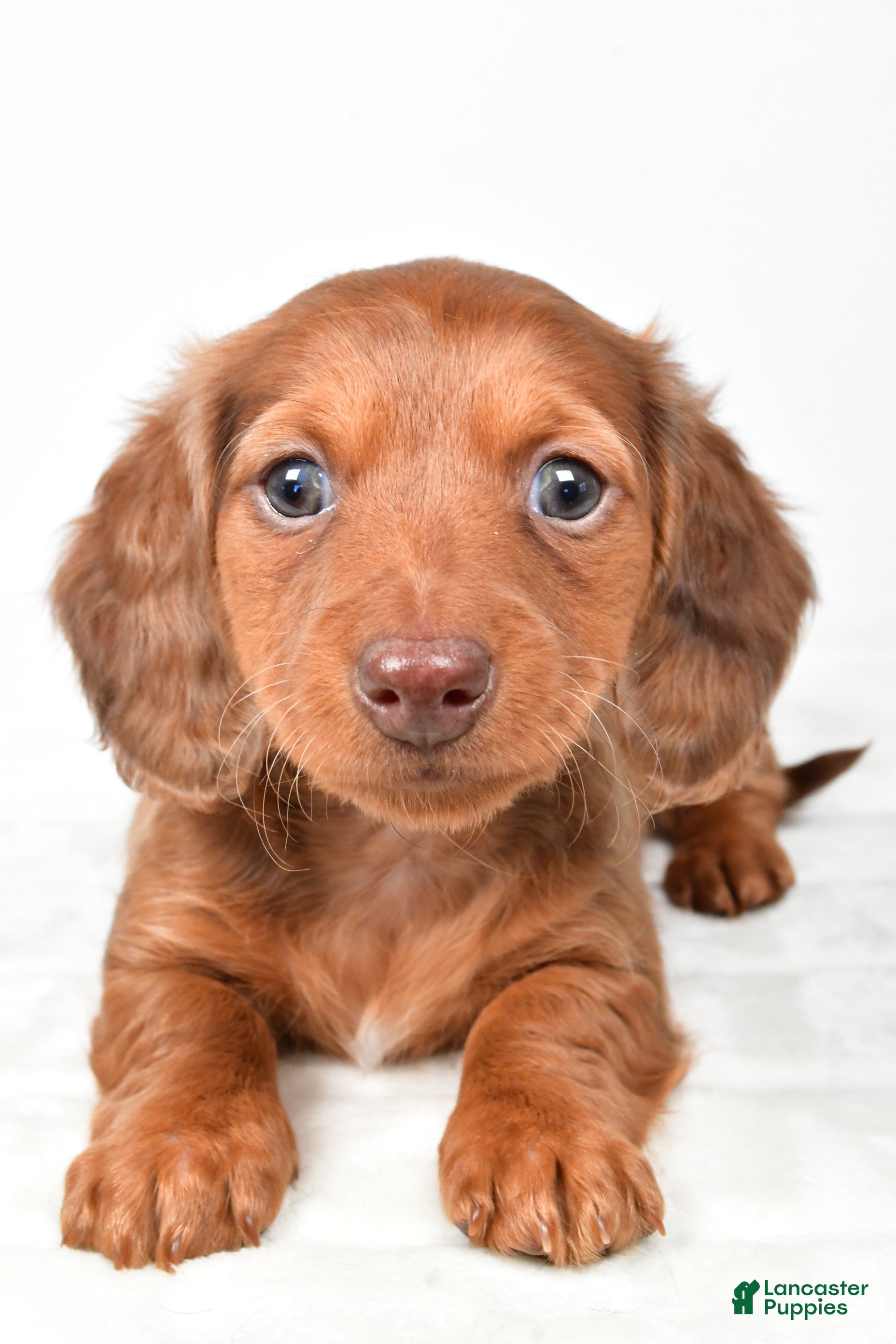 Miniature Dachshund dogs Callie - Ad 2