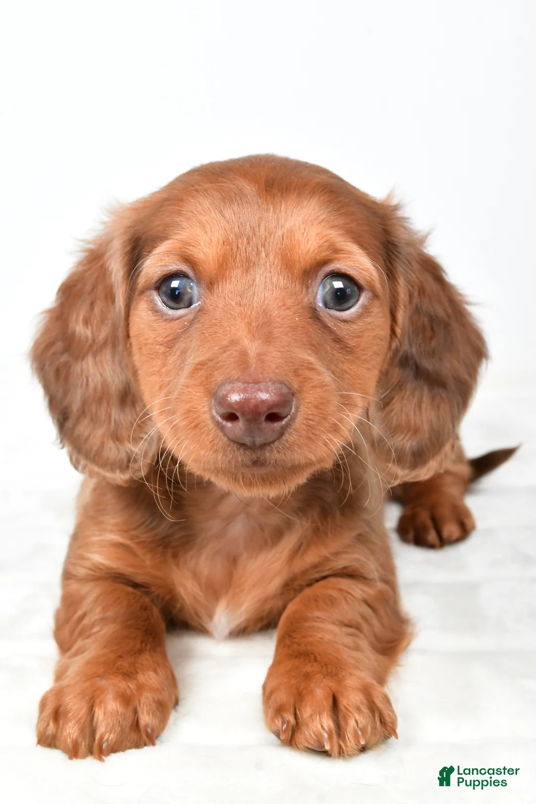 Miniature Dachshund dogs for sale: Callie - Ad 2