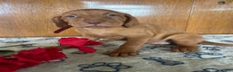 Vizsla dogs for sale: Zelda - Ad 4