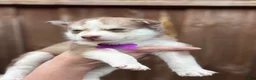 Pomsky dogs for sale: Clementine - Ad 6