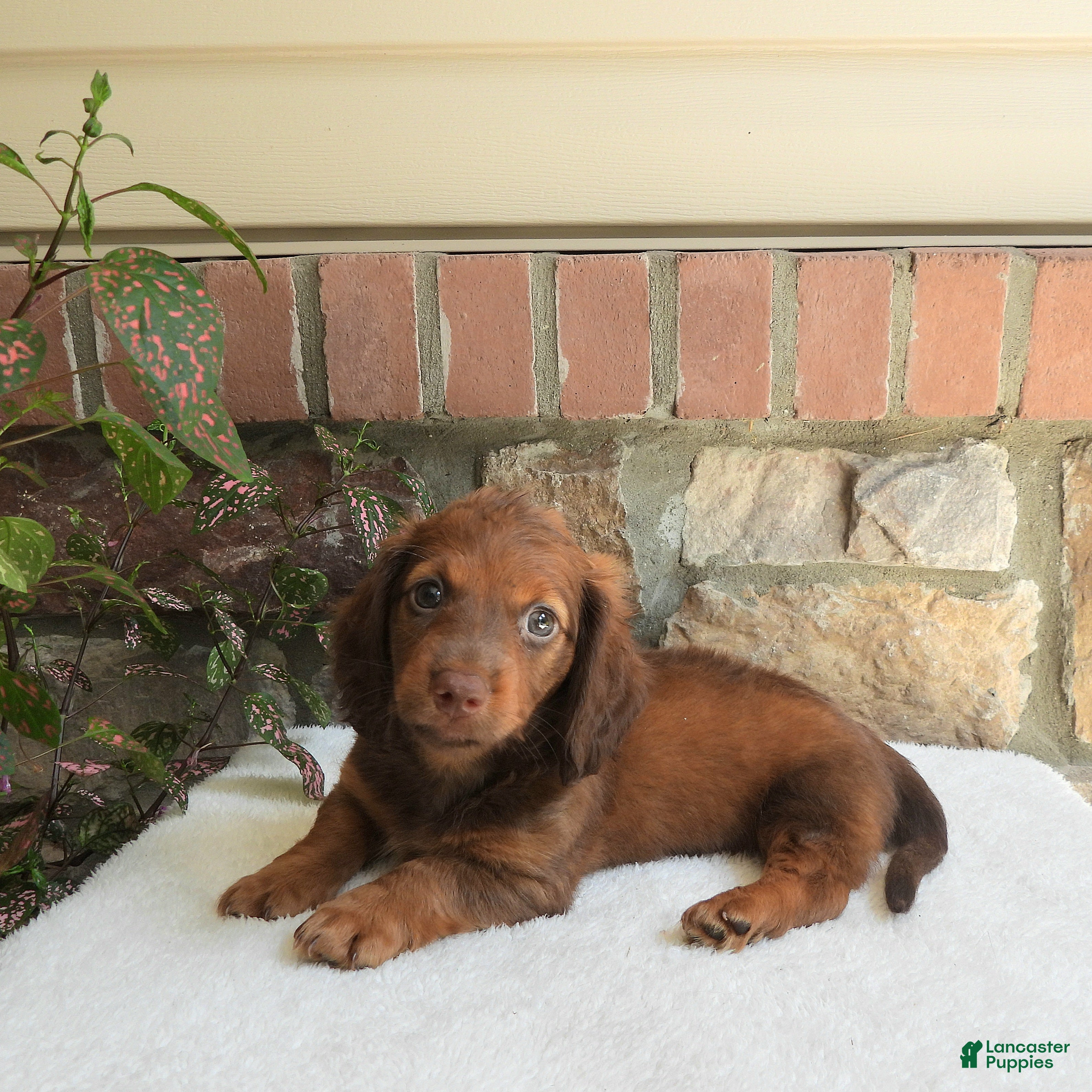 Miniature Dachshund dogs Tanner - Ad 2