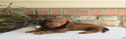 Miniature Dachshund dogs for sale: Tanner - Ad 2