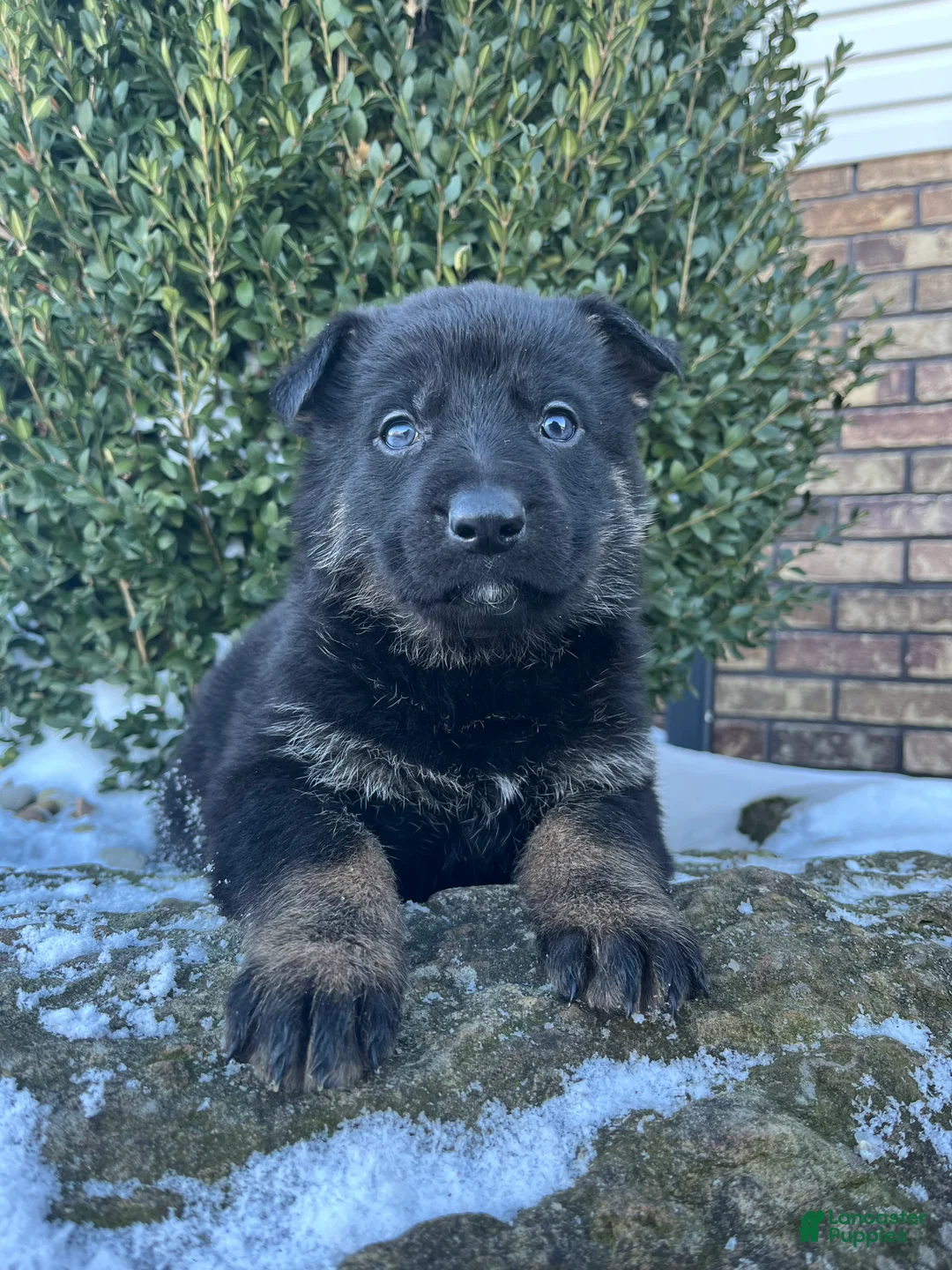 German Shepherd dogs for sale: Opal - Ad 4