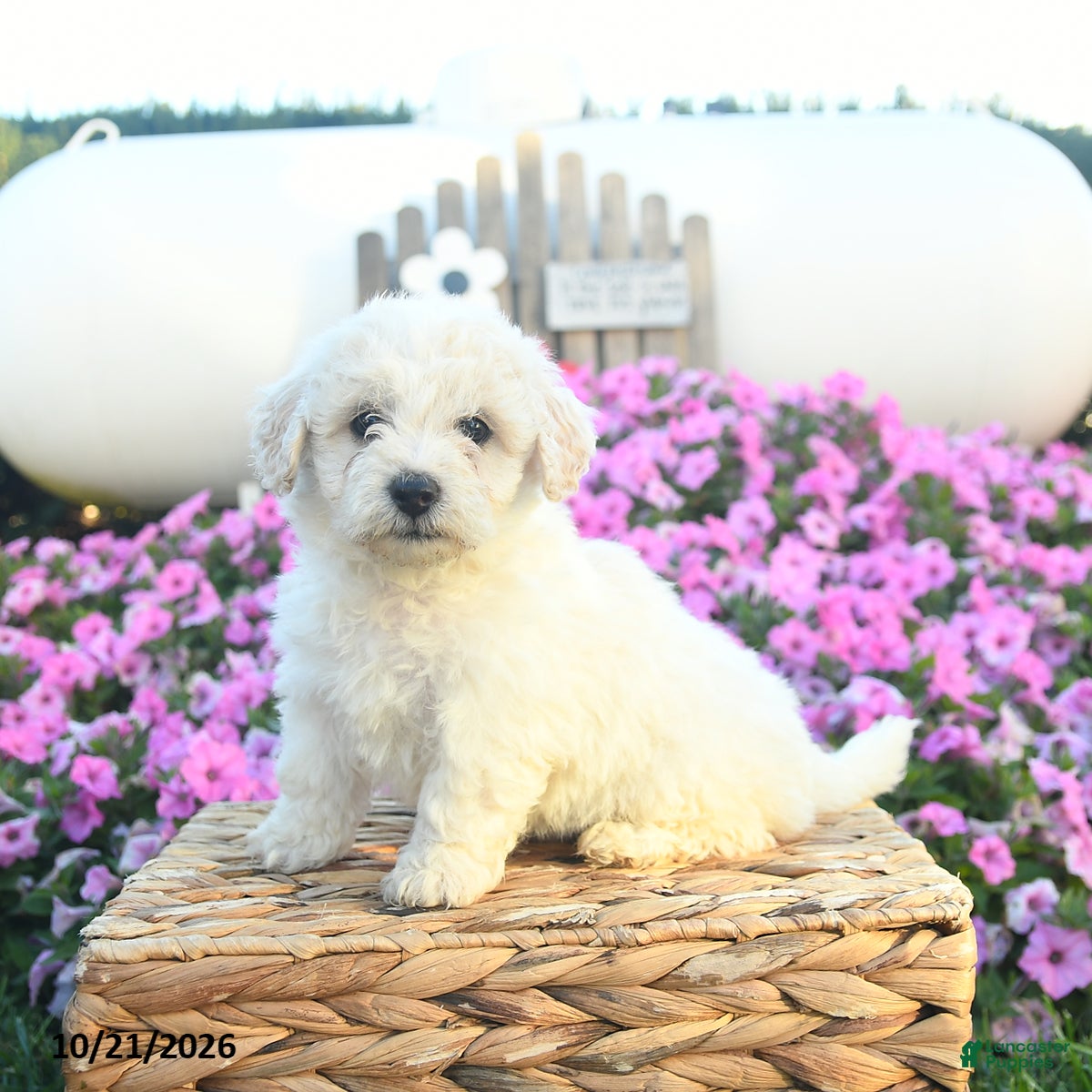 Bichpoo dogs for sale: Hazelnut  - Ad 2