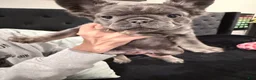 French Bulldog dogs for sale: French Bulldog Puppy 2 - Ad 4