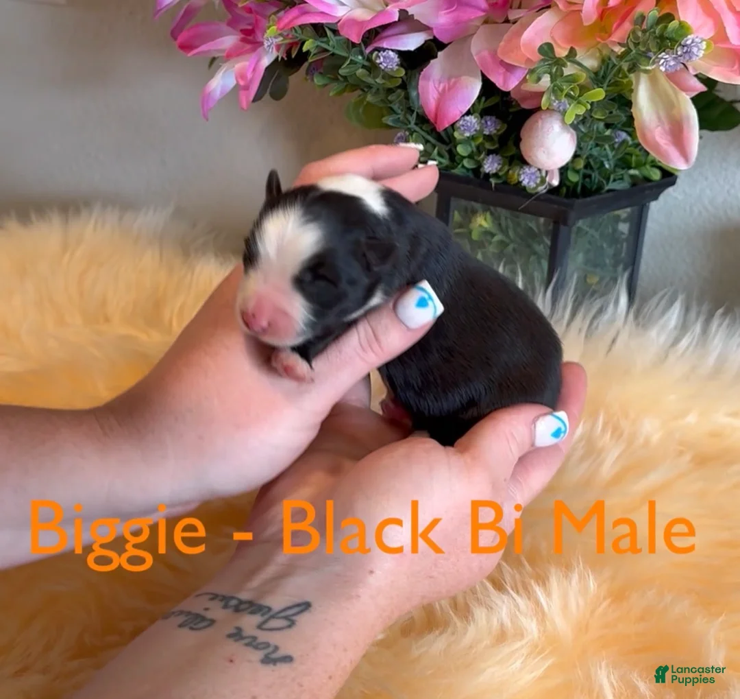 Australian Shepherd dogs for sale: Biggie black bi male - Ad 1