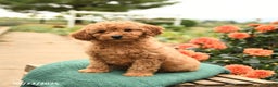 Mini Goldendoodle dogs for sale: Hershey - Ad 6