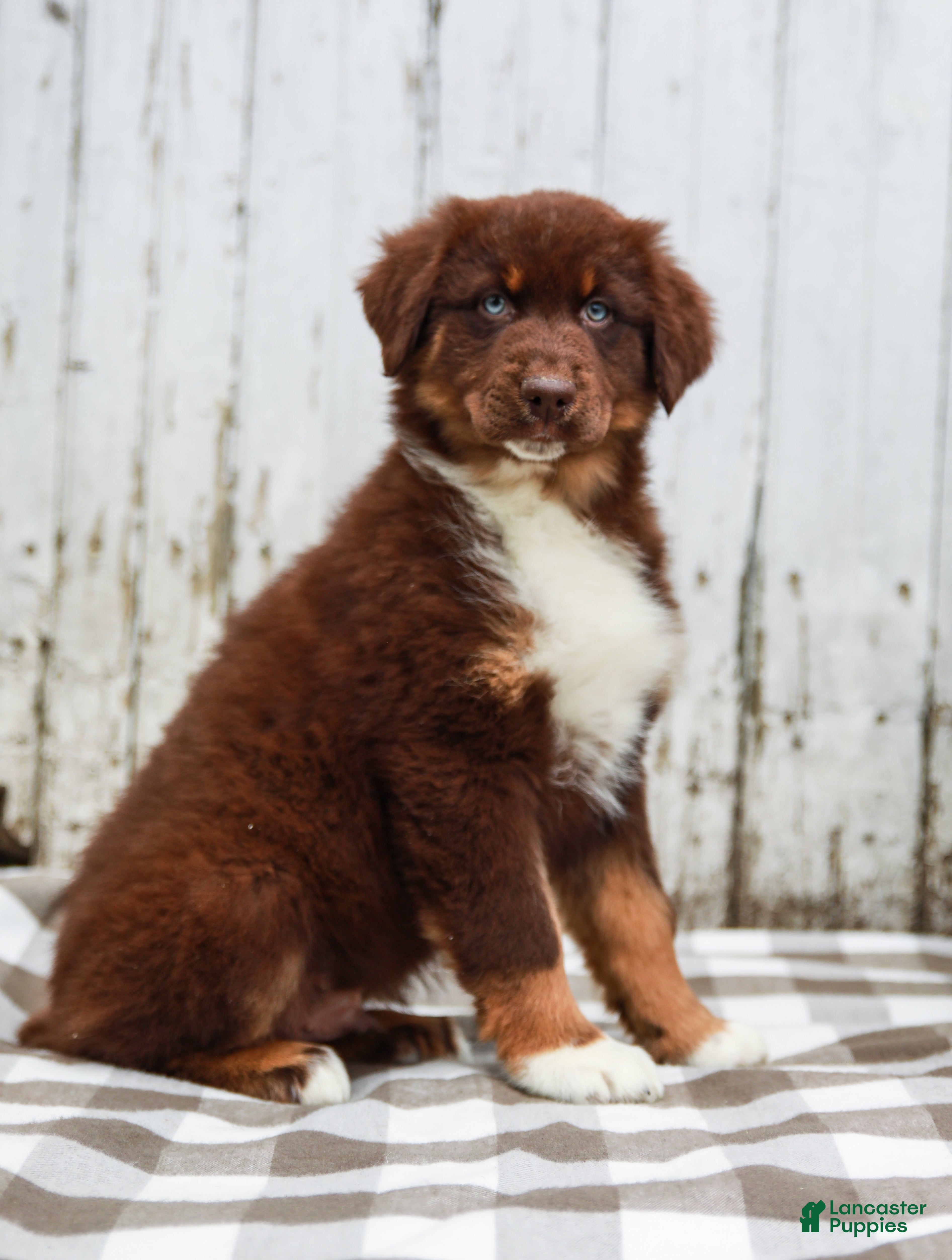 Australian Shepherd dogs Murphy - Ad 2