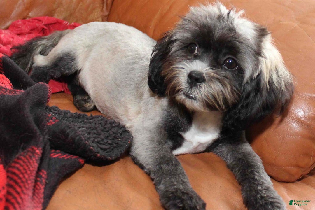 Shihpoo dogs for sale: Victoria - Ad 3