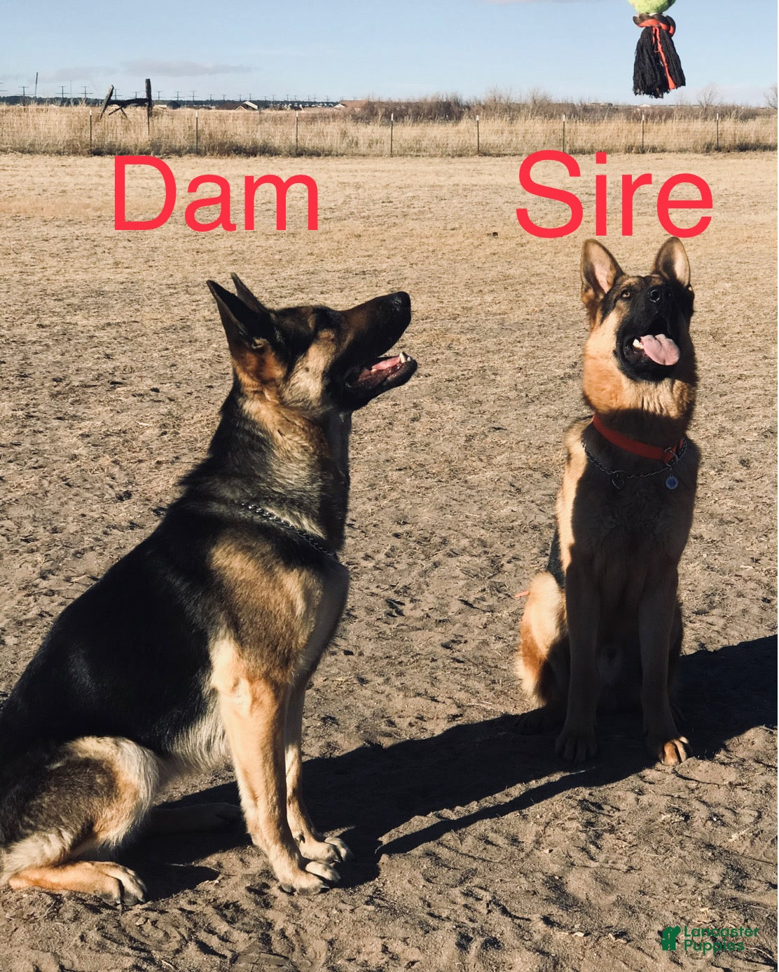 German Shepherd dogs German Shepherd Puppy 3 - Ad 2