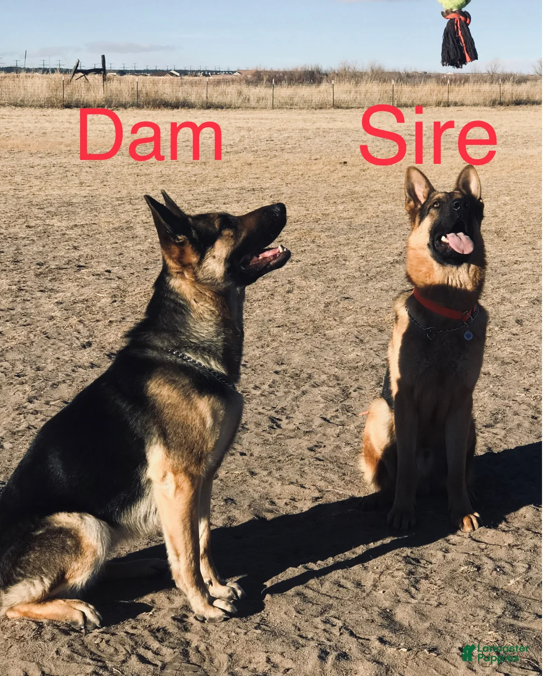 German Shepherd dogs for sale: German Shepherd Puppy 3 - Ad 2