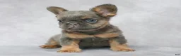 French Bulldog dogs for sale: Brady - Ad 8