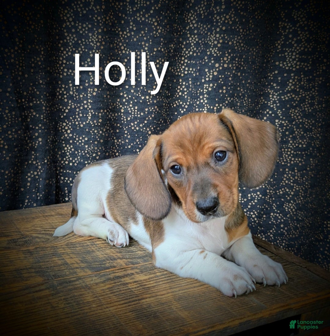Dachshund dogs for sale: Holly - Ad 1