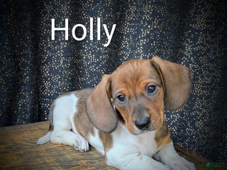 Dachshund dogs Holly - Ad 6