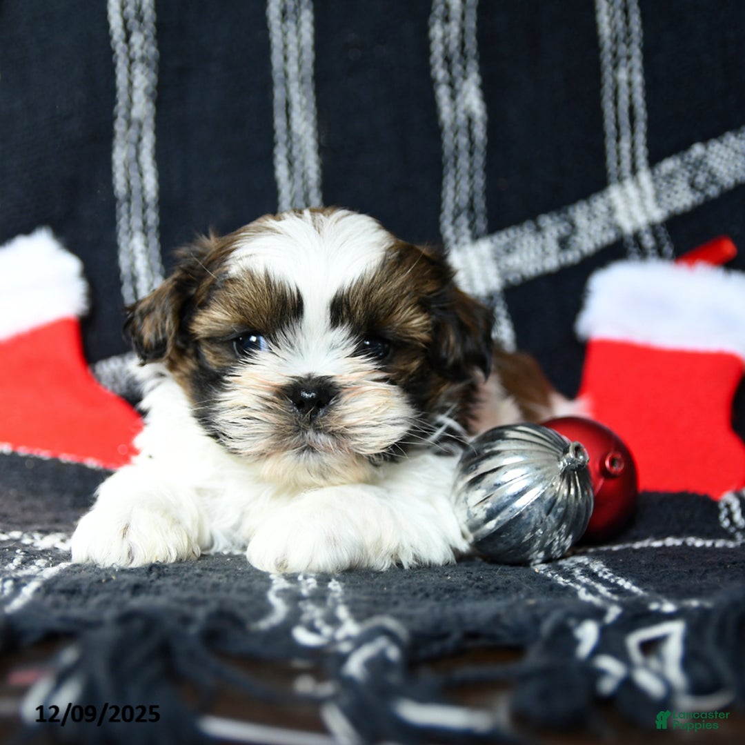 Shih Tzu dogs for sale: Orbit - Ad 3