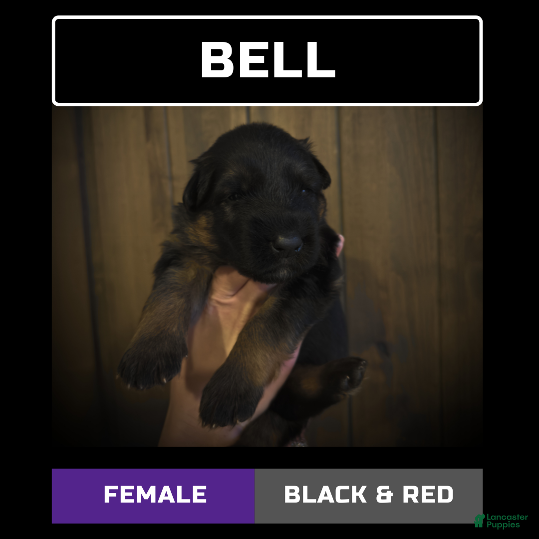 German Shepherd dogs Bell - Ad 21