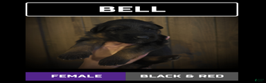 Bell